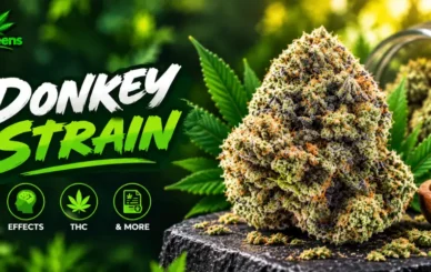 Donkey Butter Strain: Complete Guide to Effects, THC & More