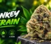 Donkey Butter Strain: Complete Guide to Effects, THC & More