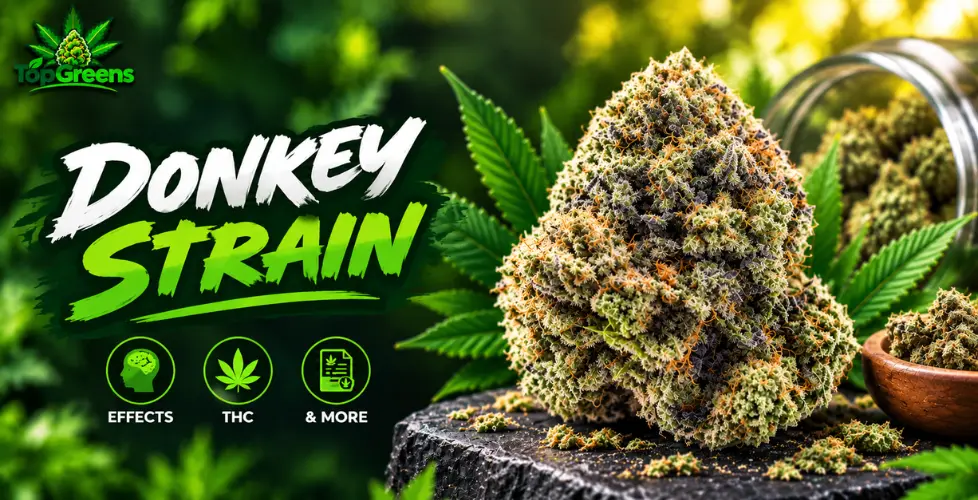 Donkey Butter Strain: Complete Guide to Effects, THC & More