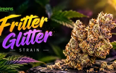 Fritter Glitter Strain: Effects, THC & Terpene Guide