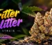 Fritter Glitter Strain: Effects, THC & Terpene Guide
