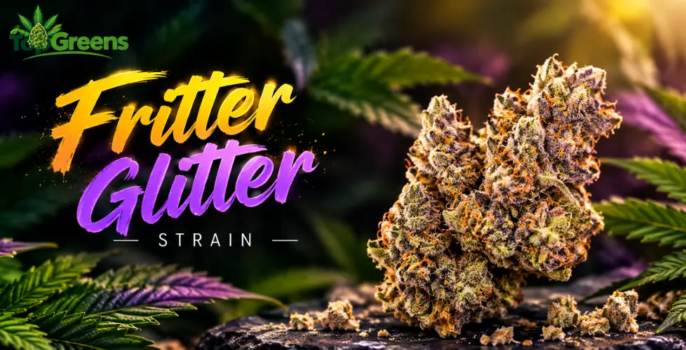 Fritter Glitter Strain: Effects, THC & Terpene Guide