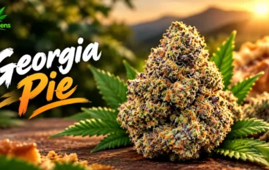 Georgia Pie Strain: The Complete Guide