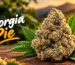 Georgia Pie Strain: The Complete Guide