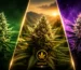Indica vs Sativa vs Hybrid: Which Is Right for You? 